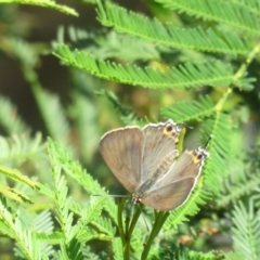 Jalmenus ictinus (Stencilled Hairstreak) at Paddys River, ACT - 8 Sep 2018 by Liam.m