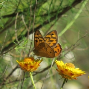 Heteronympha merope at Tuggeranong DC, ACT - 8 Nov 2015