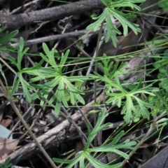 Geranium sp. at O'Connor, ACT - 26 Sep 2020