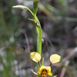 Diuris nigromontana at O'Connor, ACT - suppressed