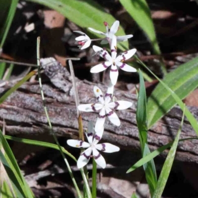 Wurmbea dioica subsp. dioica (Early Nancy) at O'Connor, ACT - 26 Sep 2020 by ConBoekel