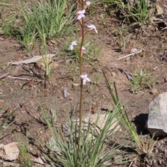 Stylidium graminifolium (Grass Triggerplant) at Tuggeranong Hill - 26 Sep 2020 by Owen