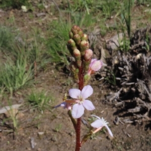 Stylidium graminifolium at Tuggeranong DC, ACT - 27 Sep 2020 09:27 AM