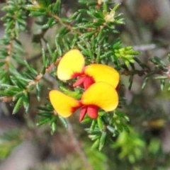 Dillwynia phylicoides (A Parrot-pea) at O'Connor, ACT - 26 Sep 2020 by ConBoekel