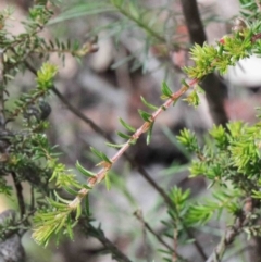 Dillwynia phylicoides at O'Connor, ACT - 26 Sep 2020