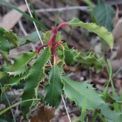 Photinia serratifolia (Chinese Photinia) at O'Connor, ACT - 26 Sep 2020 by ConBoekel