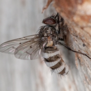 Entomophthora sp. (genus) at Symonston, ACT - 27 Sep 2020