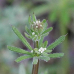 Galium aparine (Goosegrass, Cleavers) at O'Connor, ACT - 26 Sep 2020 by ConBoekel