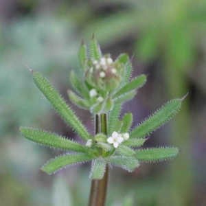 Galium aparine at O'Connor, ACT - 26 Sep 2020