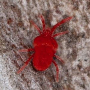 Trombidiidae (family) at Red Hill, ACT - 27 Sep 2020 01:34 PM