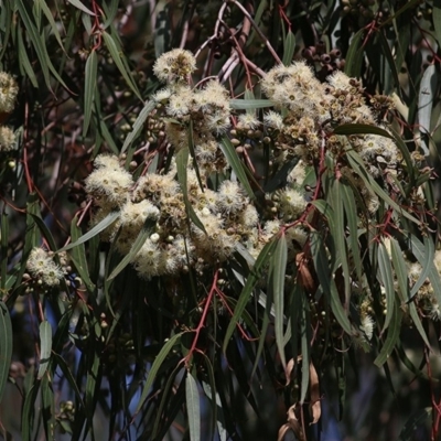 Eucalyptus (genus) (A Gum Tree) at West Wodonga, VIC - 27 Sep 2020 by KylieWaldon