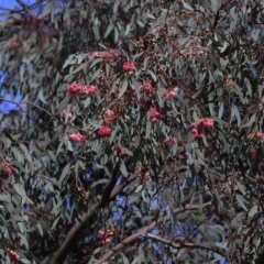 Eucalyptus leucoxylon (Yellow Gum) at West Wodonga, VIC - 26 Sep 2020 by Kyliegw