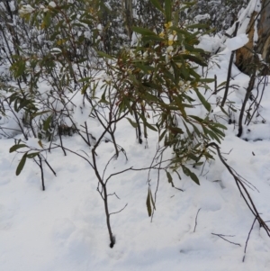 Acacia obliquinervia at Cotter River, ACT - 26 Sep 2020