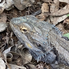 Pogona barbata (Eastern Bearded Dragon) at Hughes, ACT - 27 Sep 2020 by KL