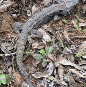 Pogona barbata at Hughes, ACT - suppressed