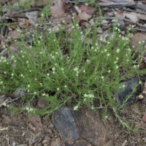 Scleranthus diander at Belconnen, ACT - 27 Sep 2020