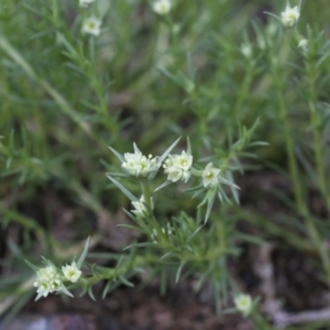 Scleranthus diander at Belconnen, ACT - 27 Sep 2020