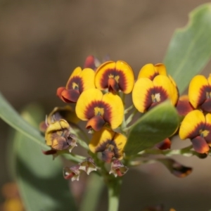 Daviesia mimosoides at Belconnen, ACT - 27 Sep 2020