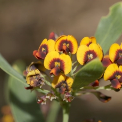 Daviesia mimosoides (Bitter Pea) at Belconnen, ACT - 27 Sep 2020 by AllanS