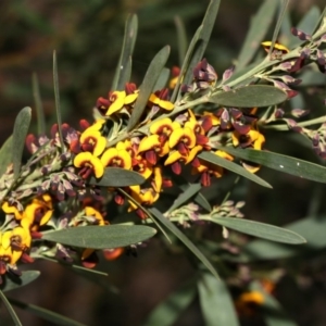 Daviesia mimosoides at Belconnen, ACT - 27 Sep 2020 02:29 PM