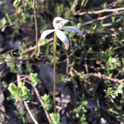 Caladenia ustulata (Brown Caps) at Bruce, ACT - 27 Sep 2020 by Wen