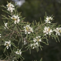 Hakea decurrens (Bushy Needlewood) at Belconnen, ACT - 27 Sep 2020 by AllanS