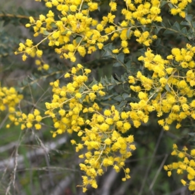 Acacia cultriformis (Knife Leaf Wattle) at Belconnen, ACT - 27 Sep 2020 by AllanS