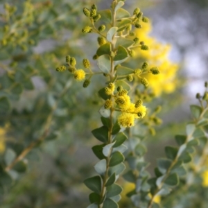 Acacia cultriformis at Belconnen, ACT - 27 Sep 2020 02:34 PM