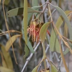 Amyema pendula subsp. pendula (Drooping Mistletoe) at Belconnen, ACT - 27 Sep 2020 by AllanS