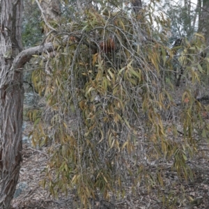 Amyema pendula subsp. pendula at Belconnen, ACT - 27 Sep 2020