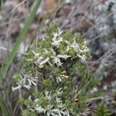 Brachyloma daphnoides (Daphne Heath) at Lake Ginninderra - 27 Sep 2020 by AllanS