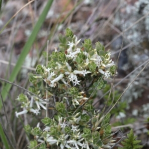 Brachyloma daphnoides at Belconnen, ACT - 27 Sep 2020