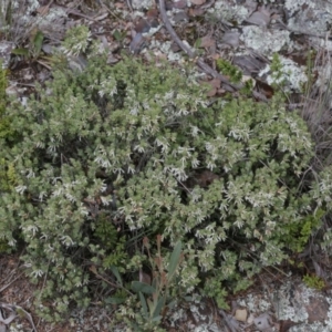 Brachyloma daphnoides at Belconnen, ACT - 27 Sep 2020