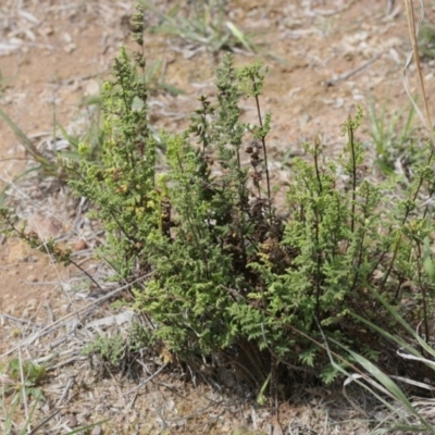 Cheilanthes sieberi (Rock Fern) at Belconnen, ACT - 27 Sep 2020 by AllanS