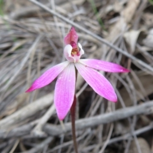 Caladenia fuscata at Stromlo, ACT - suppressed