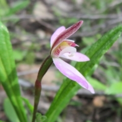 Caladenia fuscata at Stromlo, ACT - suppressed