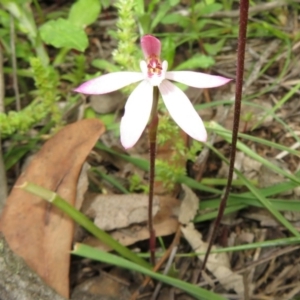 Caladenia fuscata at Stromlo, ACT - suppressed