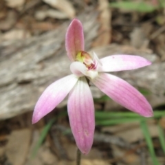 Caladenia fuscata at Stromlo, ACT - 27 Sep 2020