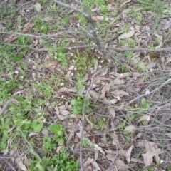 Caladenia fuscata at Stromlo, ACT - suppressed