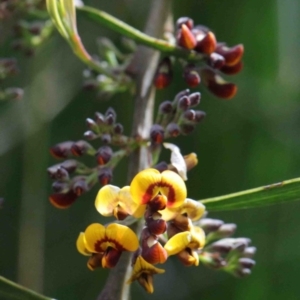 Daviesia mimosoides at O'Connor, ACT - 26 Sep 2020 12:45 PM