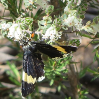 Eutrichopidia latinus (Yellow-banded Day-moth) at Denman Prospect, ACT - 27 Sep 2020 by Christine