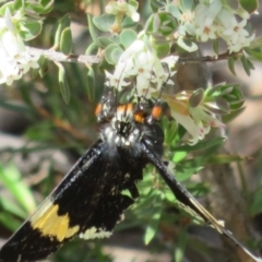 Eutrichopidia latinus at Denman Prospect, ACT - 27 Sep 2020