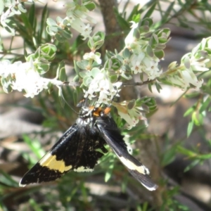 Eutrichopidia latinus at Denman Prospect, ACT - 27 Sep 2020