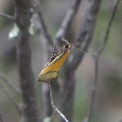 Philobota undescribed species near arabella (A concealer moth) at Stromlo, ACT - 27 Sep 2020 by Christine