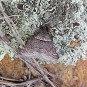 Dichromodes atrosignata at Stromlo, ACT - 27 Sep 2020 12:33 PM