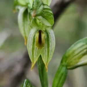 Bunochilus montanus (ACT) = Pterostylis jonesii (NSW) at Denman Prospect, ACT - suppressed