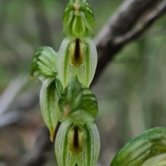 Bunochilus montanus (ACT) = Pterostylis jonesii (NSW) at Denman Prospect, ACT - suppressed