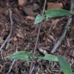 Einadia nutans (Climbing Saltbush) at O'Connor, ACT - 26 Sep 2020 by ConBoekel