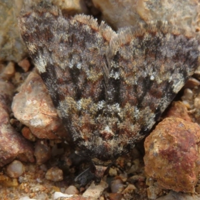 Dichromodes disputata (Scaled Heath Moth) at Denman Prospect, ACT - 27 Sep 2020 by Christine