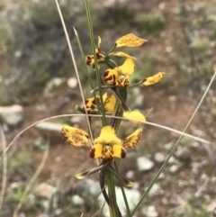 Diuris pardina (Leopard Doubletail) at Forde, ACT - 27 Sep 2020 by DGilbert